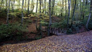 Batı Karadeniz ormanları "hazan" renkleriyle büyülüyor