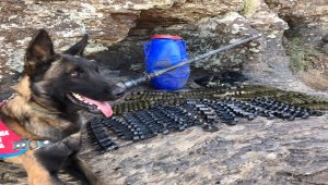 Bingöl'de PKK'lı teröristlere ait el yapımı patlayıcı ve mühimmat yakalandı