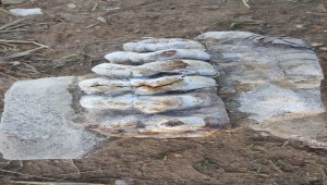 Çanakkale'de 8-9 milyon yıllık fil fosili bulundu