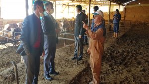 Çorum'da elektrik akımına kapılan 9 büyükbaş hayvan telef oldu