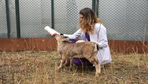 Dağ keçileri "Gölge" ve "Bayram" yaban hayatı merkezinin maskotu oldu