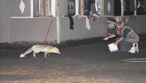Davetsiz misafiri tilkiyi her gün elleriyle besliyor 