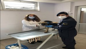 Denizli'de ayakları kırılmış köpeğe jandarma sahip çıktı