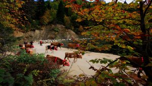 Doğu Karadeniz'de yaylacıların yerleşim yerlerine göç yolculuğu sürüyor