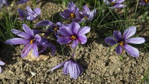 Edirne'nin iklimine uyum sağlayan "mucize bitki" safran ikinci kez hasat edildi