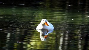 Erzurum'da sonbahar güzelliği