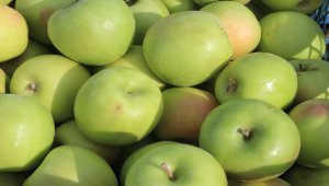 Esentepe Mahallesi'nin emekli ve üniversite mezunu çiftçileri