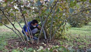 Fındıkta kışlık bakım verim ve kalitenin artmasını sağlıyor 
