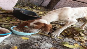 Gözleri görmeyen sokak köpeği "Cangöz"ün tedavisi için kumbarasındaki paraları bağışladı