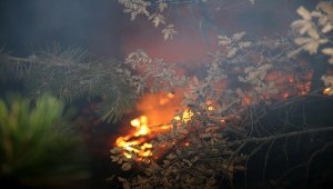 GÜNCELLEME - Kastamonu'da orman yangını