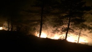 Hatay'da orman yangını çıktı 