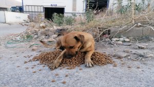 Hatay'da yangın bölgesindeki sokak hayvanlarına 1 ton mama dağıtıldı