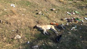 Isparta'da 4 köpeğin zehirlendiği iddia edildi