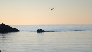 Karadeniz hamsisi en lezzetli dönemine ulaştı