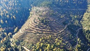 Karadeniz ormanlarının geleceğe nefes olması için emek veriyorlar