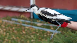 Kargaların saldırdığı "bayağı kılıçgaga" kurtarıldı