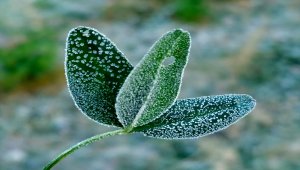 Kars'ta süs havuzunun yüzeyi buzla kaplandı