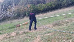 Kocaeli'nde 6 metrelik su kuyusuna düşen çakal kurtarıldı