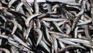 Marmara'da hamsi balıkçının yüzünü güldürüyor 