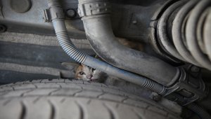 Mersin'de otomobilin kaputunda mahsur kalan kedi yavruları kurtarıldı