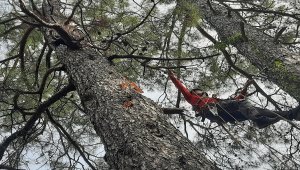 Muğla'da ağaçta mahsur kalan kediyi AKUT kurtardı