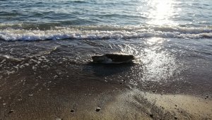 Muğla'da ölü caretta caretta sahile vurdu
