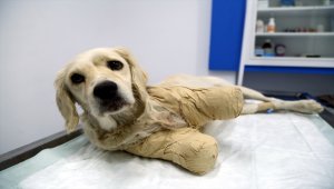 Samsun'da bacakları kesilmiş halde bulunan köpeğin durumu iyiye gidiyor