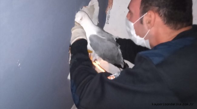 Samsun'da binanın havalandırma boşluğunda mahsur kalan martı kurtarıldı