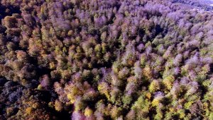 Samsun'un Nebiyan Dağı ziyaretçilerini sonbahar renkleriyle karşılıyor