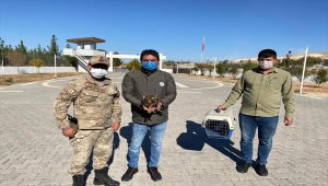 Şanlıurfa'da yaralı bulunan şahin tedavi altına alındı