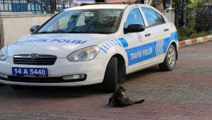 Sokak kedileri emniyet ekiplerinin maskotu oldu