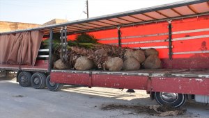 Tel Abyad ve Rasulayn'da toplam 600 ağaç dikildi
