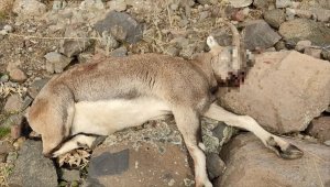 Tunceli'de koruma altındaki yaban keçisini avlayan kişiye para cezası kesildi