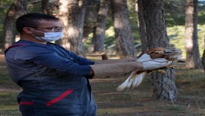 Uşak'ta yaralı şahin tedavisinin ardından doğaya bırakıldı