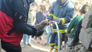 Van'da foseptik çukuruna düşen 4 köpek yavrusunu itfaiye kurtardı