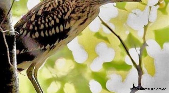 Yalova'daki Hersek Lagünü'nde kuş türü sayısı 230'a yükseldi