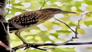 Yalova'daki Hersek Lagünü'nde kuş türü sayısı 230'a yükseldi