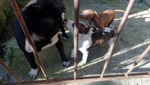 Zonguldak'ta pitbull besleyen kişiye 38 bin lira ceza uygulandı