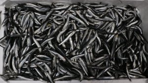 Bu yıl Karadeniz'de hamsi bol ama boyu küçük