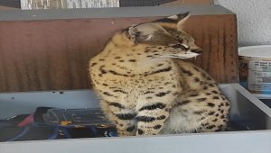 Sakarya'da "Savannah" cinsi Afrika yaban kedisi ele geçirildi