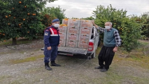 Adana'da bahçeden çalınmak istenilen 800 kilogram portakal sahibine verildi