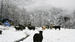 Artvin'de yaylacılar kar yağışı üzerine köylere dönmeye başladı
