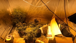 Başkentte evinde Hint keneviri yetiştiren kişi yakalandı