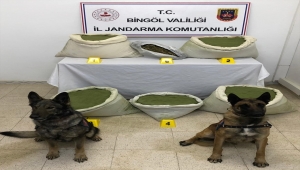 Bingöl'de 117 kilogram esrar ele geçirildi 