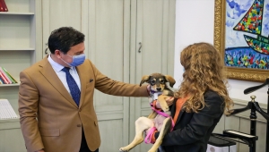 Bodrum'da terk edilen üç köpeğe hayvanseverler sahip çıktı