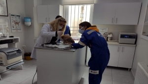 Bulgaristan'dan kaçak yollarla Türkiye'ye getirilen 7 köpek yavrusundan 4'ü kuvöze alındı