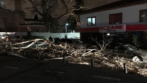 Bursa'da lodosun devirdiği çınar, park halindeki araçların üzerine düştü