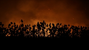 Bursa'da sazlık yangını