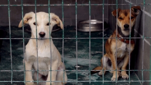 Çankaya Belediyesi 408 sokak hayvanını sahiplendirdi