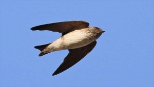Çizgili gerdanlı kırlangıç, Hatay'da gözlemlendi